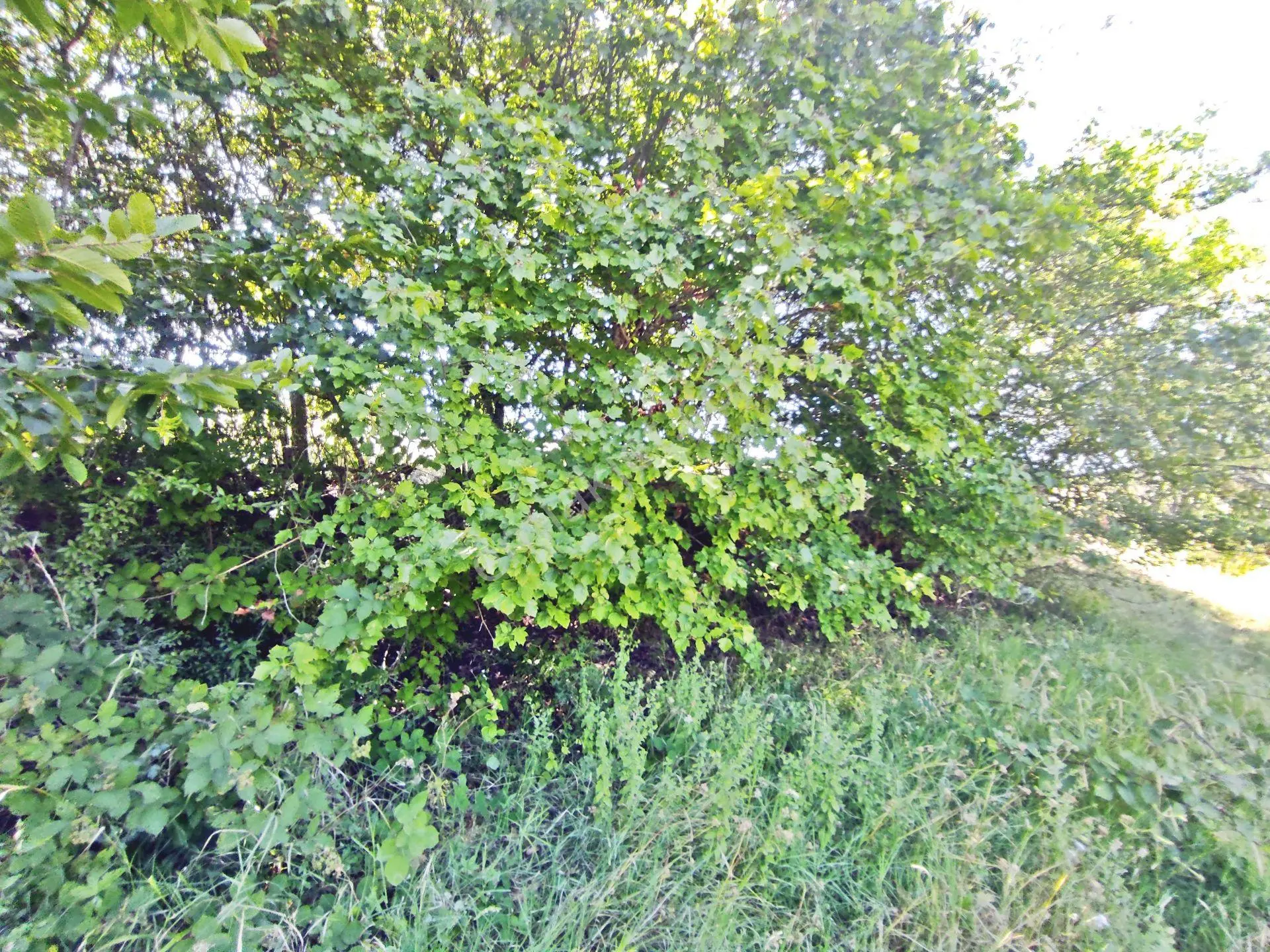 Yenişehir Kirazlı Yayala Da Doğa Manzaralı - 2378 -m2- Tarla — fotoğraf 32