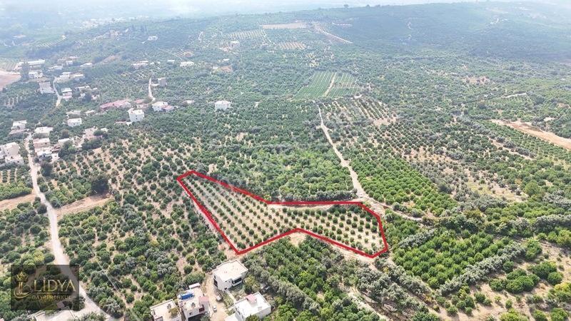 Erdemli Çiftepınar 5 Dönüm Satılık Limon Bahçesi