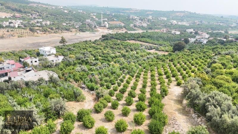 Erdemli Çiftepınar 5 Dönüm Satılık Limon Bahçesi — fotoğraf 2