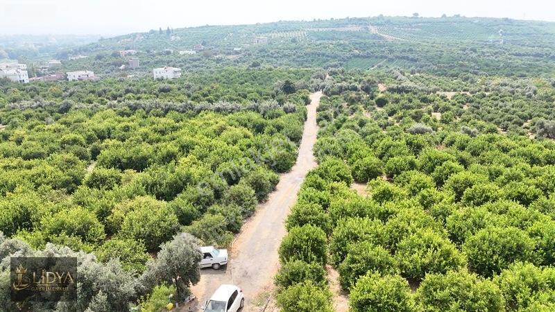 Erdemli Çiftepınar 5 Dönüm Satılık Limon Bahçesi — fotoğraf 3