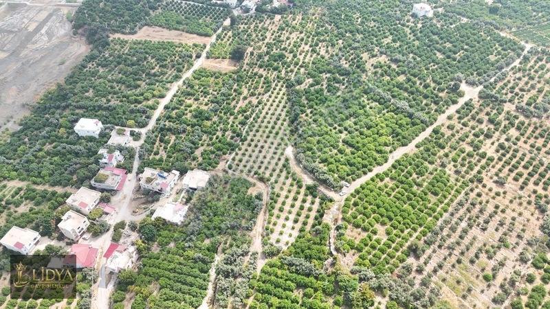Erdemli Çiftepınar 5 Dönüm Satılık Limon Bahçesi — fotoğraf 4