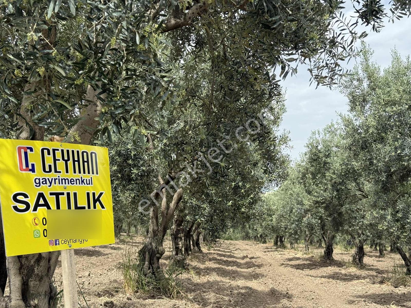 Ballıca'da Satılık Zeytinlik