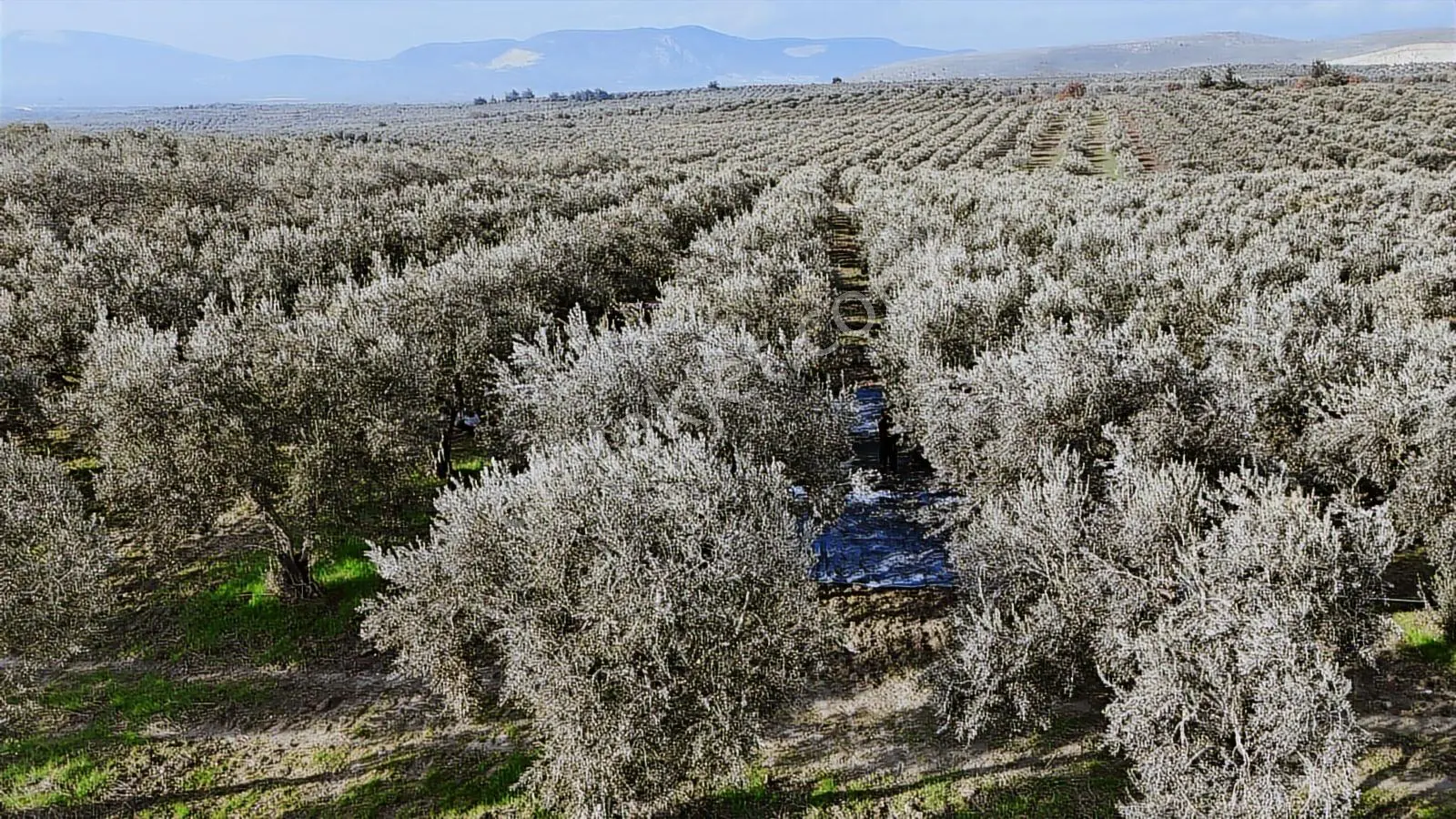 Ballıca'da Satılık Zeytinlik — fotoğraf 8