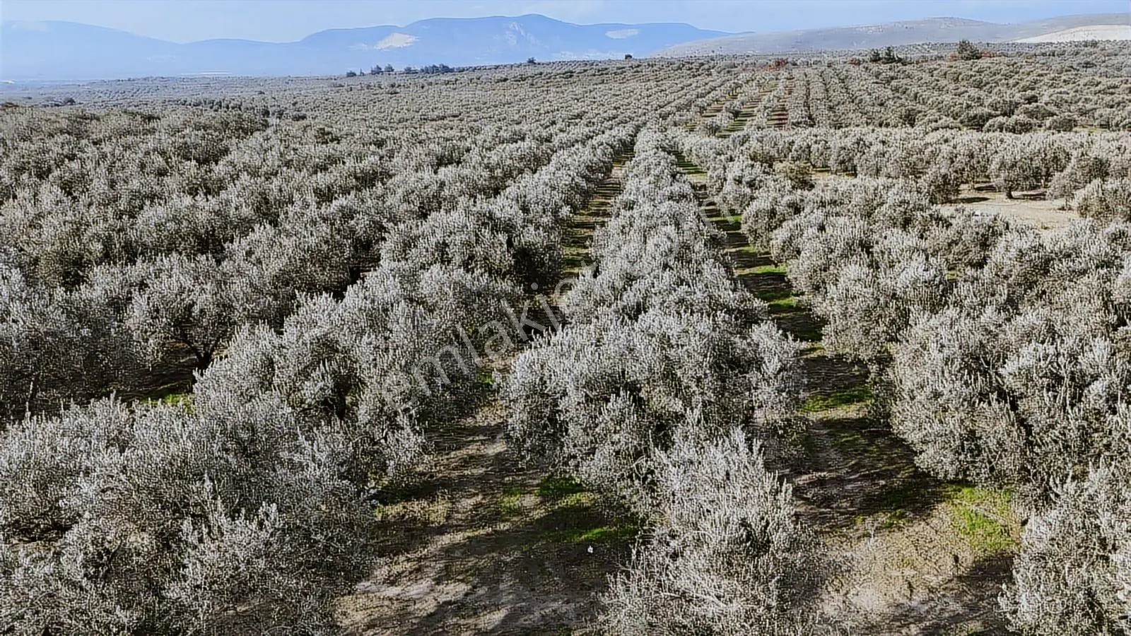 Ballıca'da Satılık Zeytinlik — fotoğraf 11