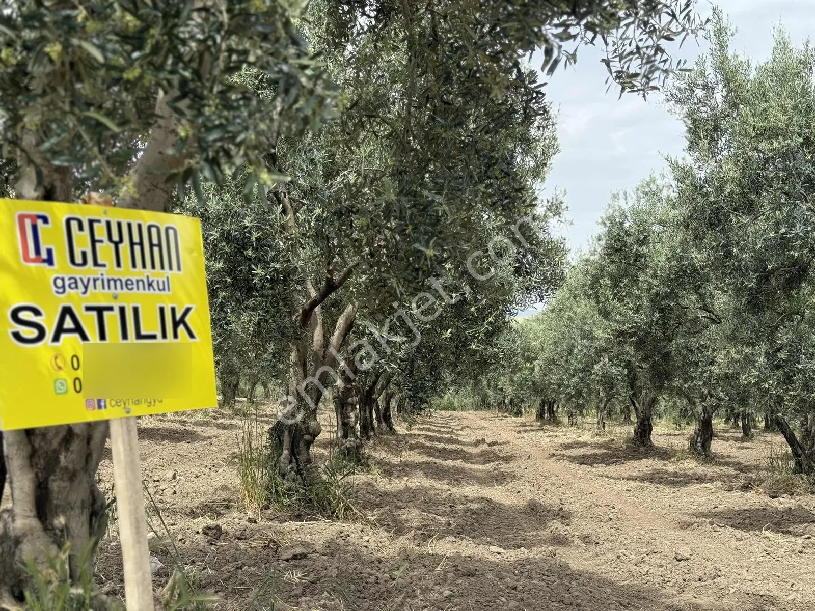 Ballıca'da Satılık Zeytinlik — fotoğraf 17