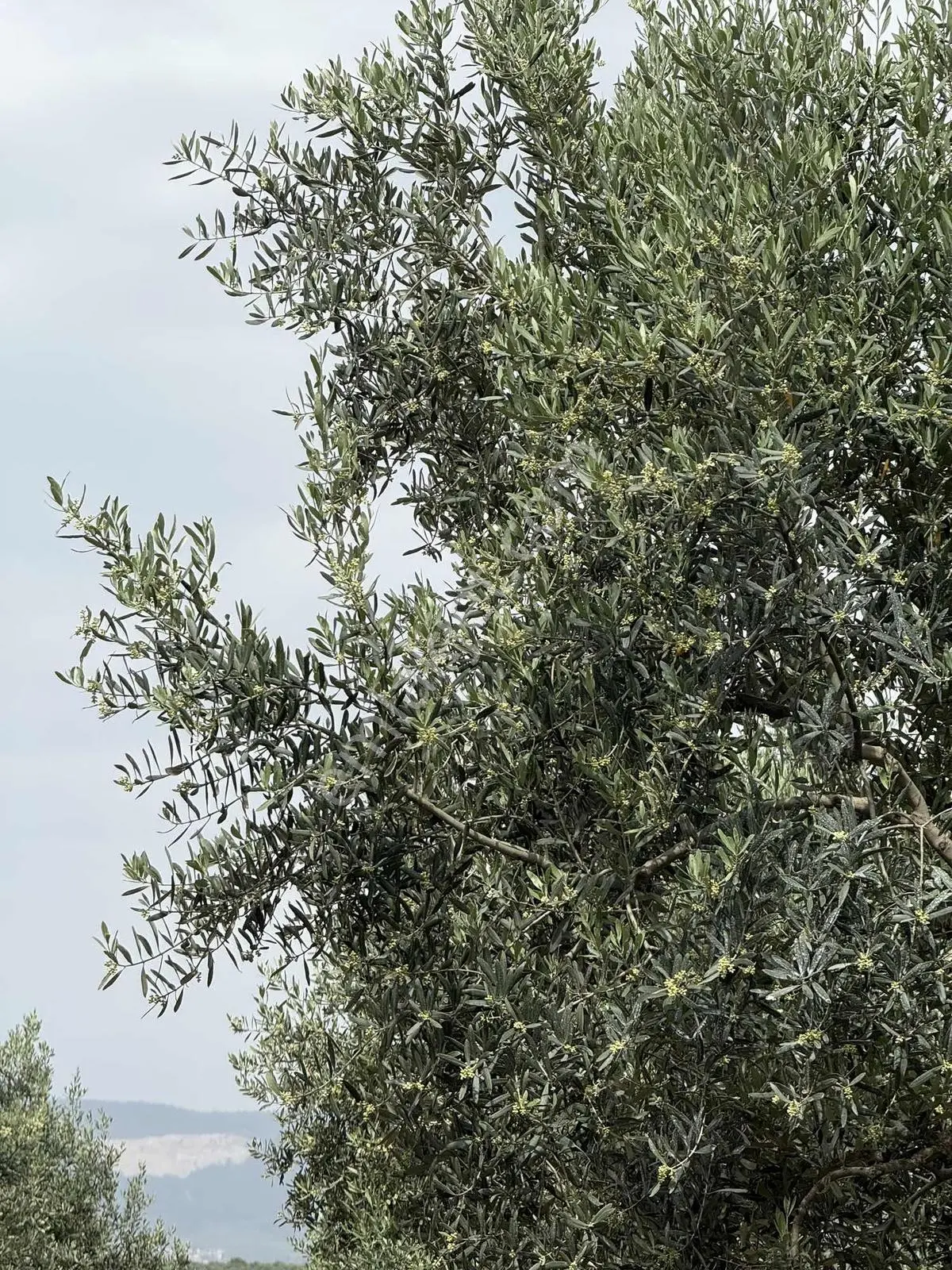 Ballıca'da Satılık Zeytinlik — fotoğraf 18
