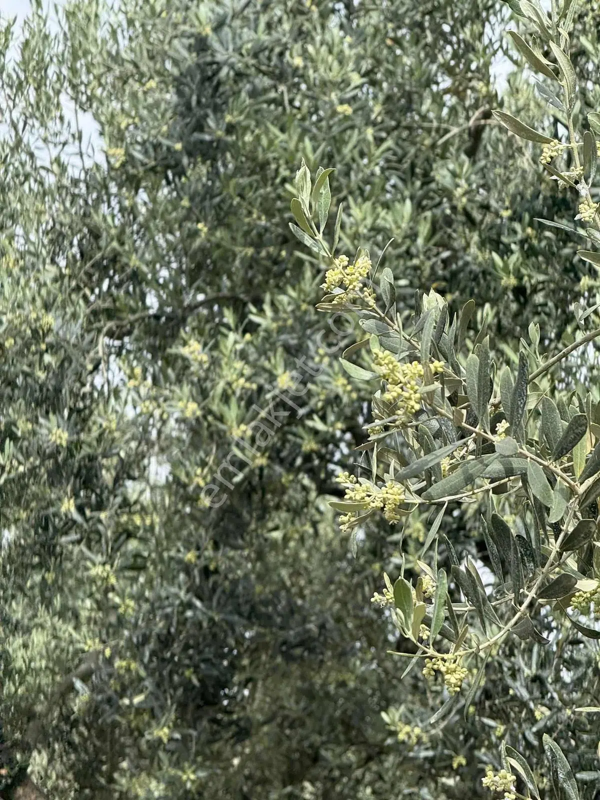 Ballıca'da Satılık Zeytinlik — fotoğraf 19