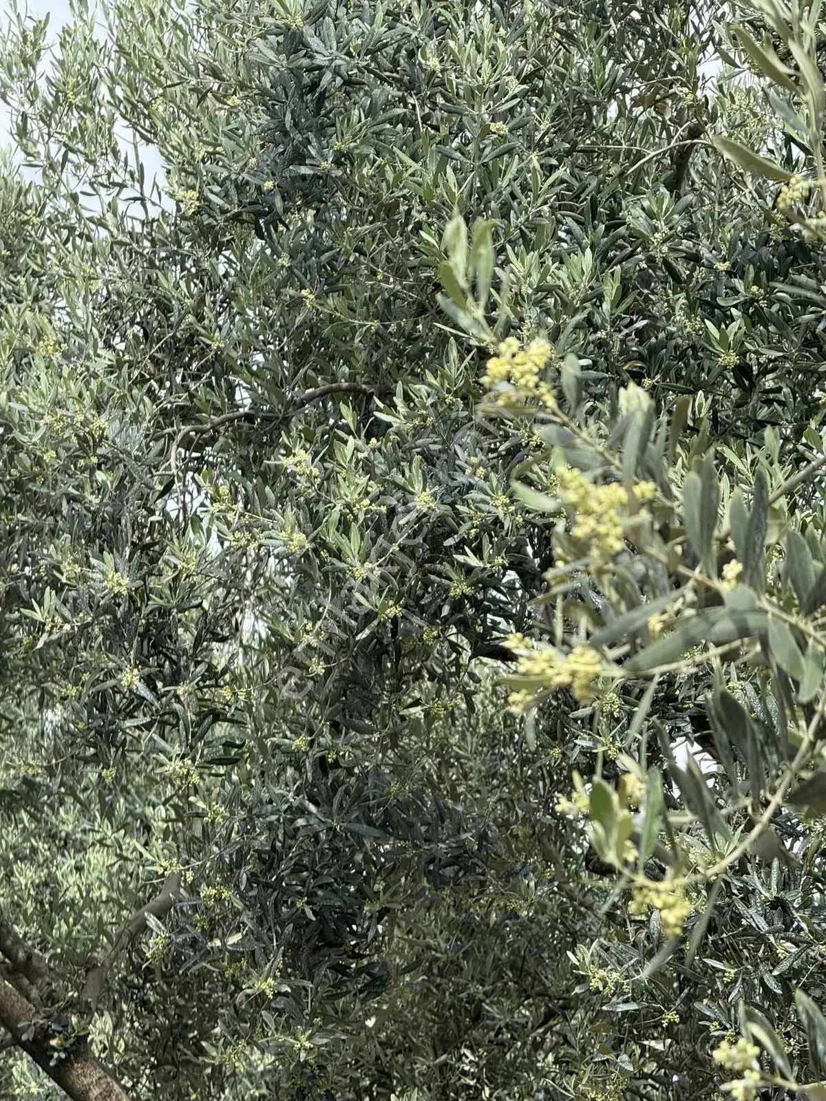 Ballıca'da Satılık Zeytinlik — fotoğraf 21