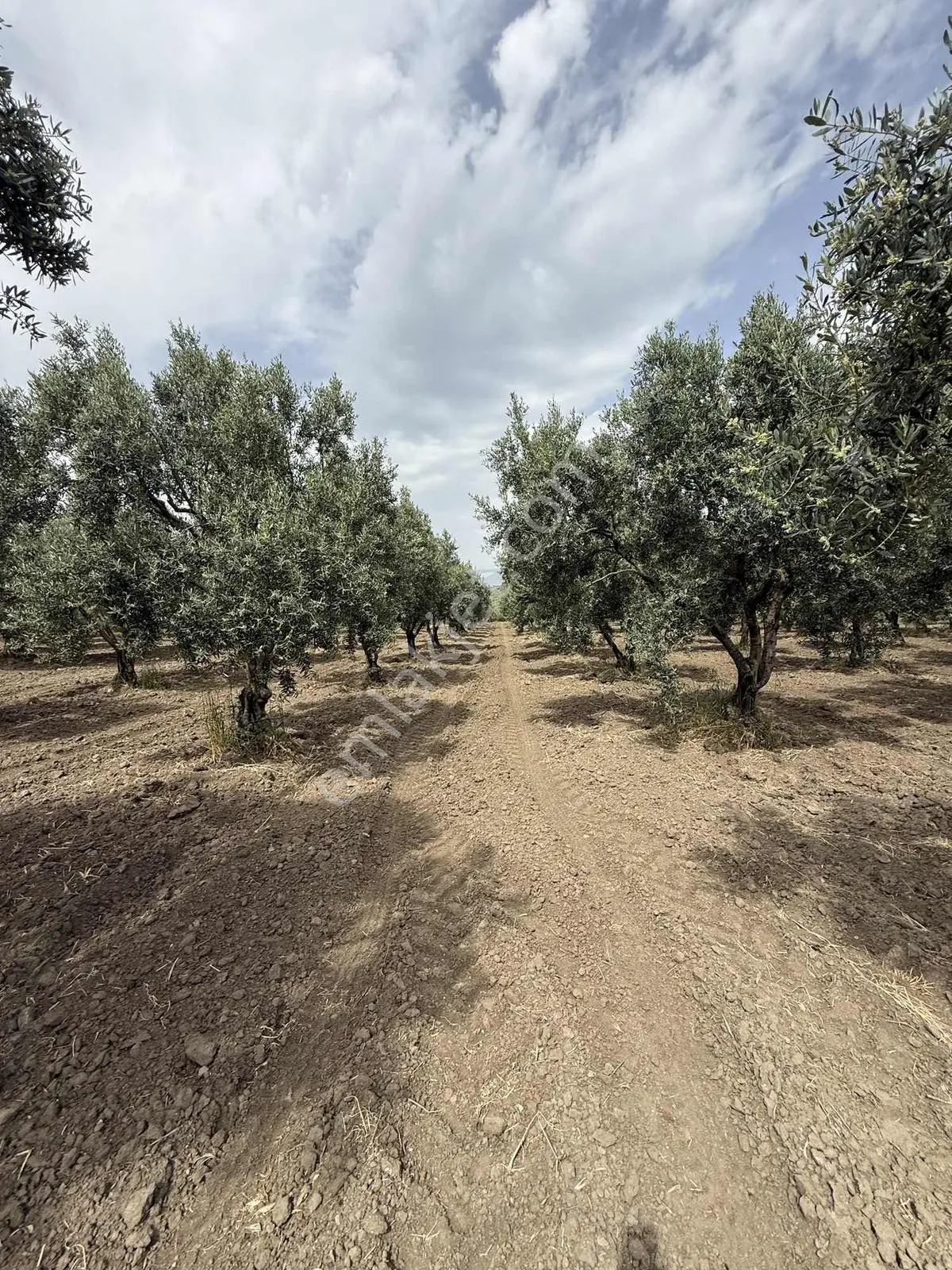 Ballıca'da Satılık Zeytinlik — fotoğraf 23
