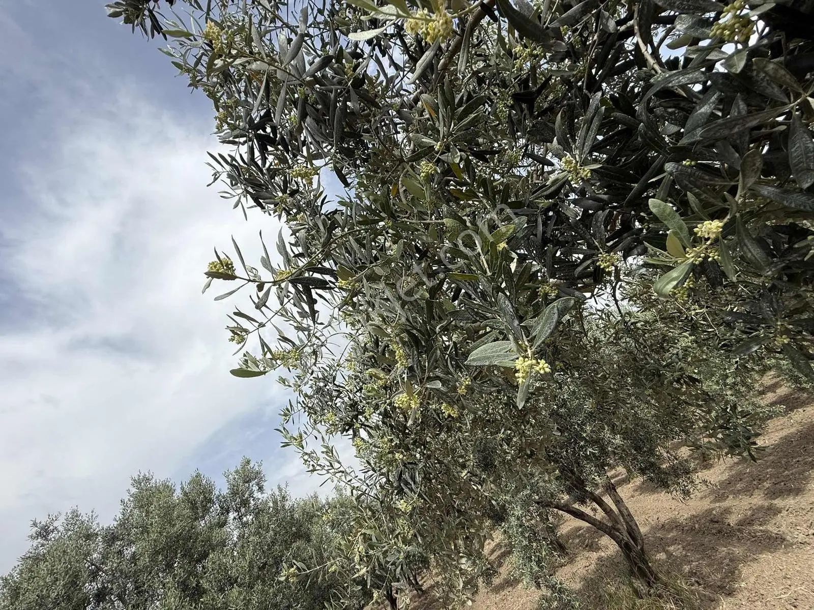 Ballıca'da Satılık Zeytinlik — fotoğraf 24