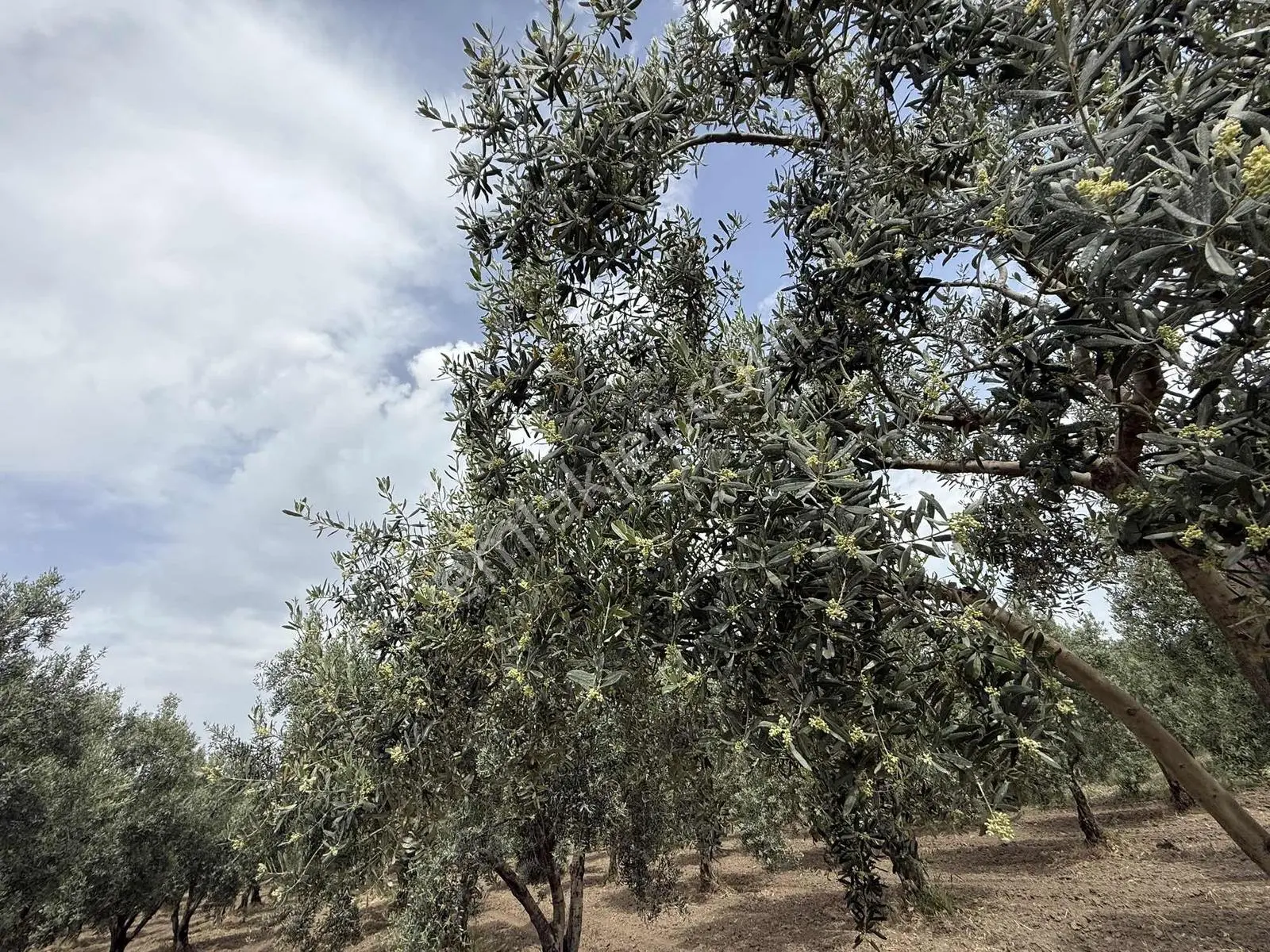 Ballıca'da Satılık Zeytinlik — fotoğraf 25