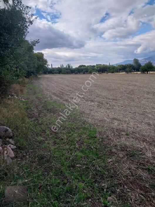 Kemalpaşa Mahallesi Ana Yola Yakın, Su Harklı 5.364m² Tarla — fotoğraf 4