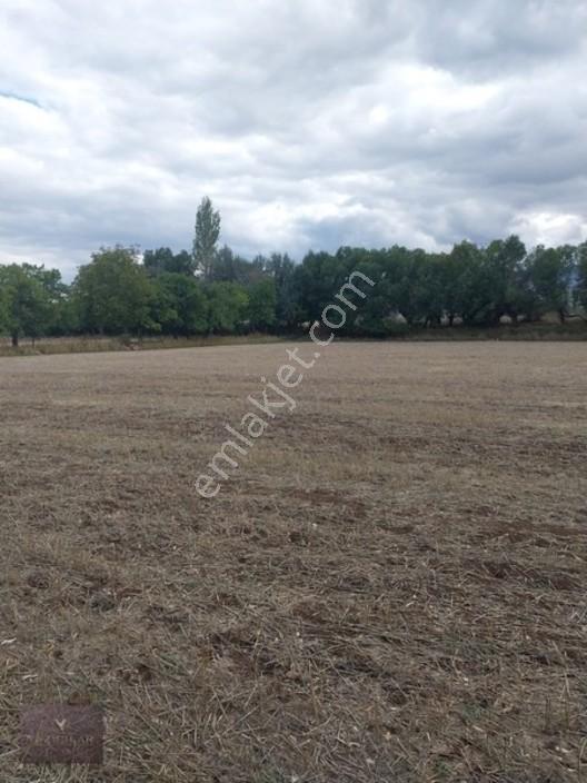 Kemalpaşa Mahallesi Ana Yola Yakın, Su Harklı 5.364m² Tarla — fotoğraf 7