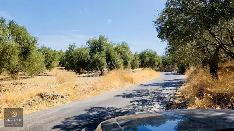 Ayvalık Mutluköy Yolu Üzerinde Verimli Satılık Zeytinlik — fotoğraf 14